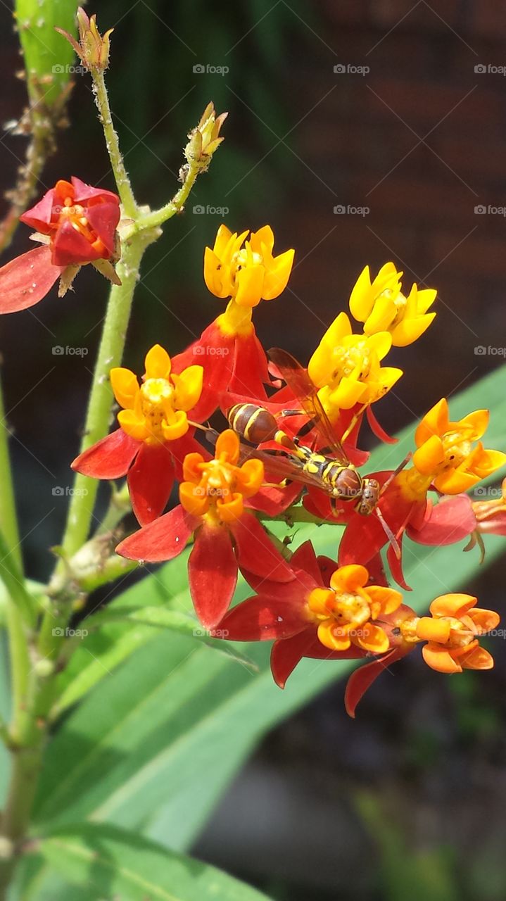 Wasp on a Mexican Milkweed. A Wasp pollinating a Mexican Milkweed