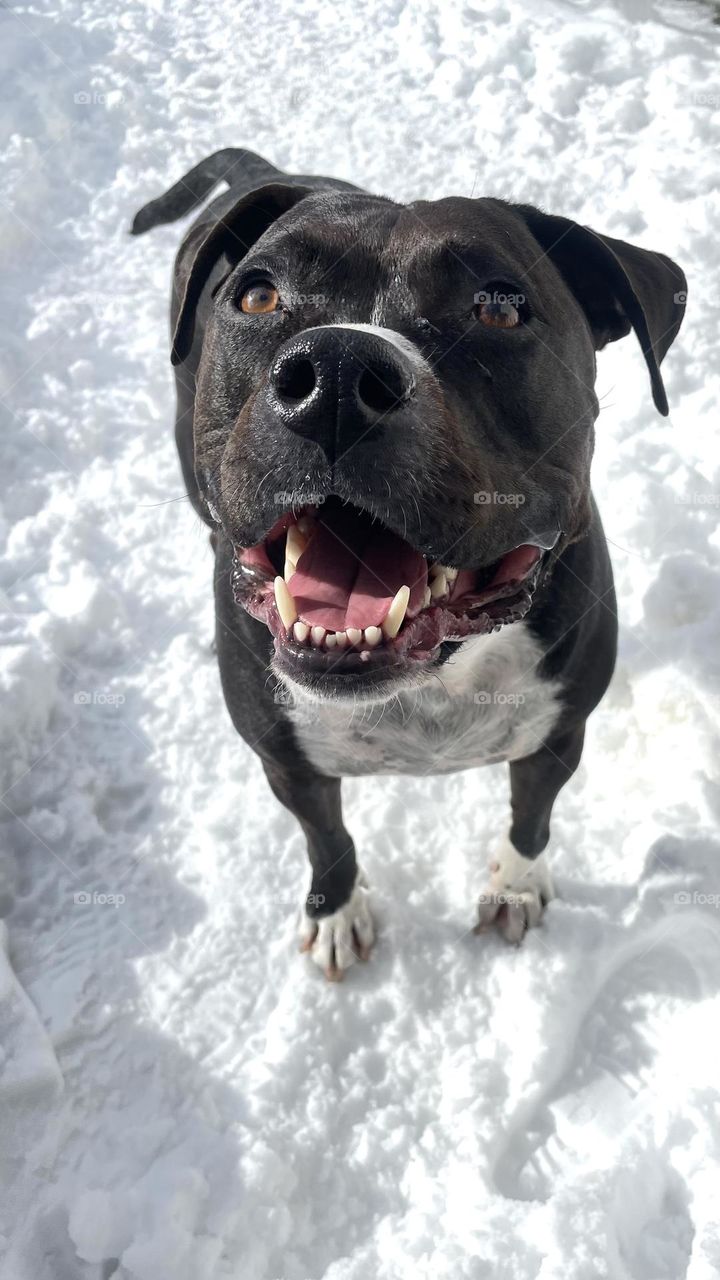 Happy dog in the snow 