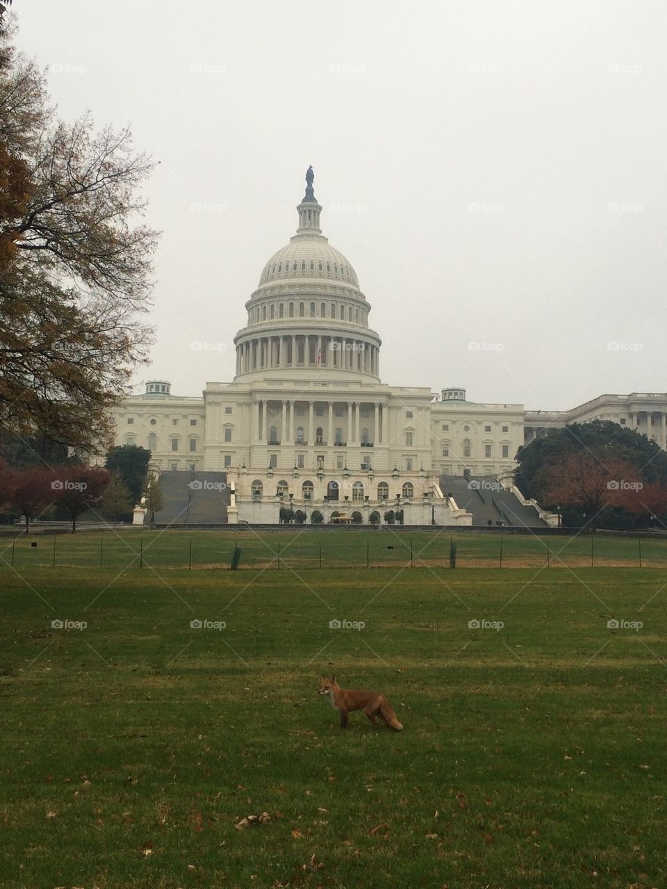 Fox in front of the Capitol building