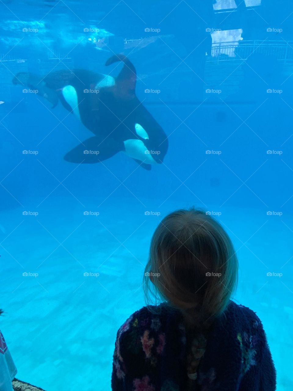 Little girl watching the killer whales through the looking glass 