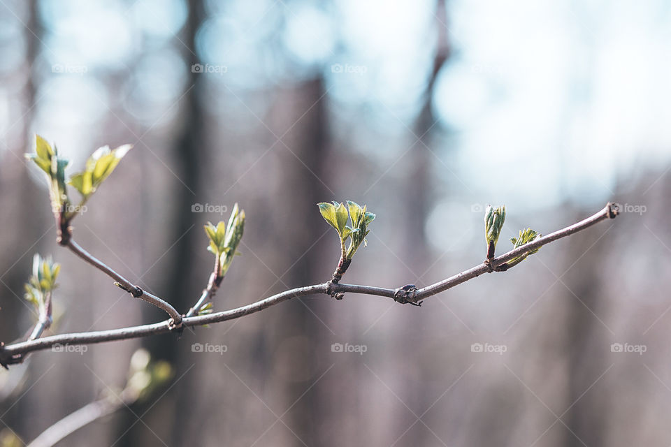first spring leaves on a tree