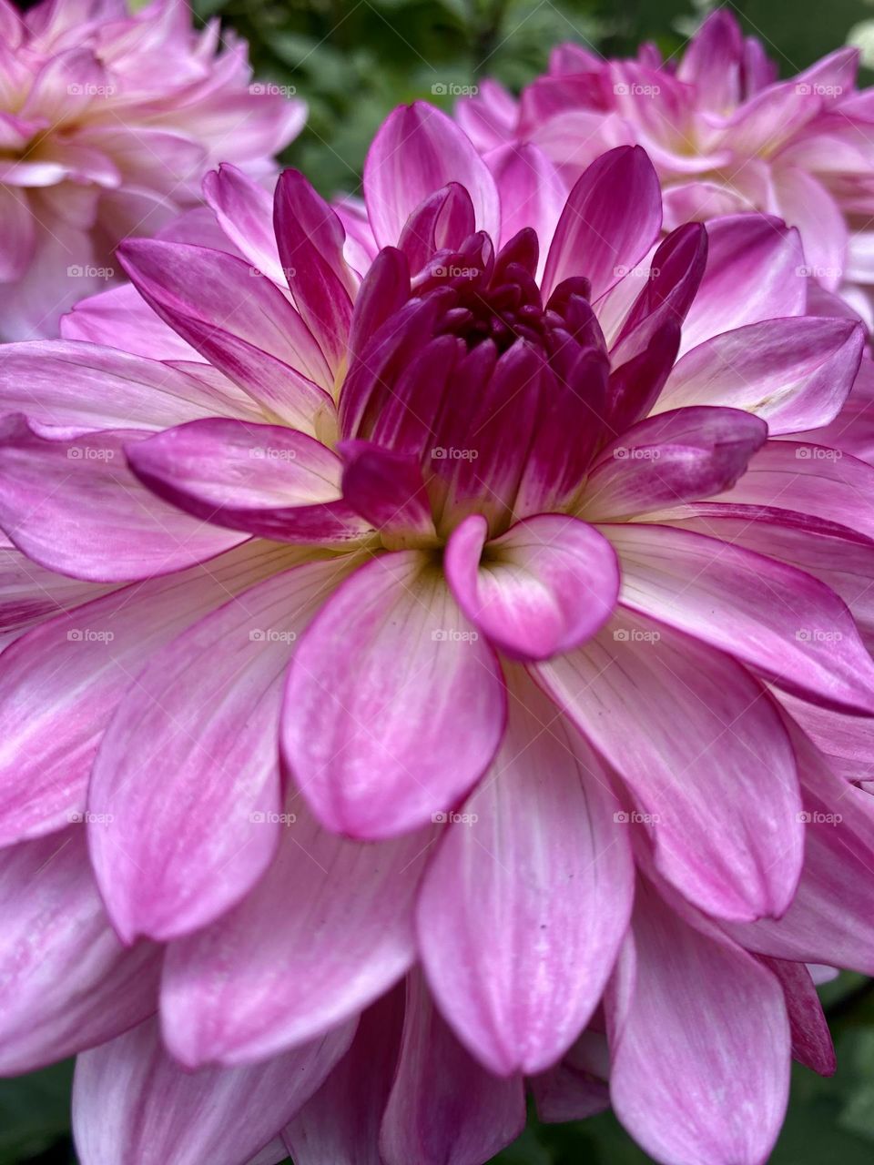 Barbie pink bright dahlia grown in the garden