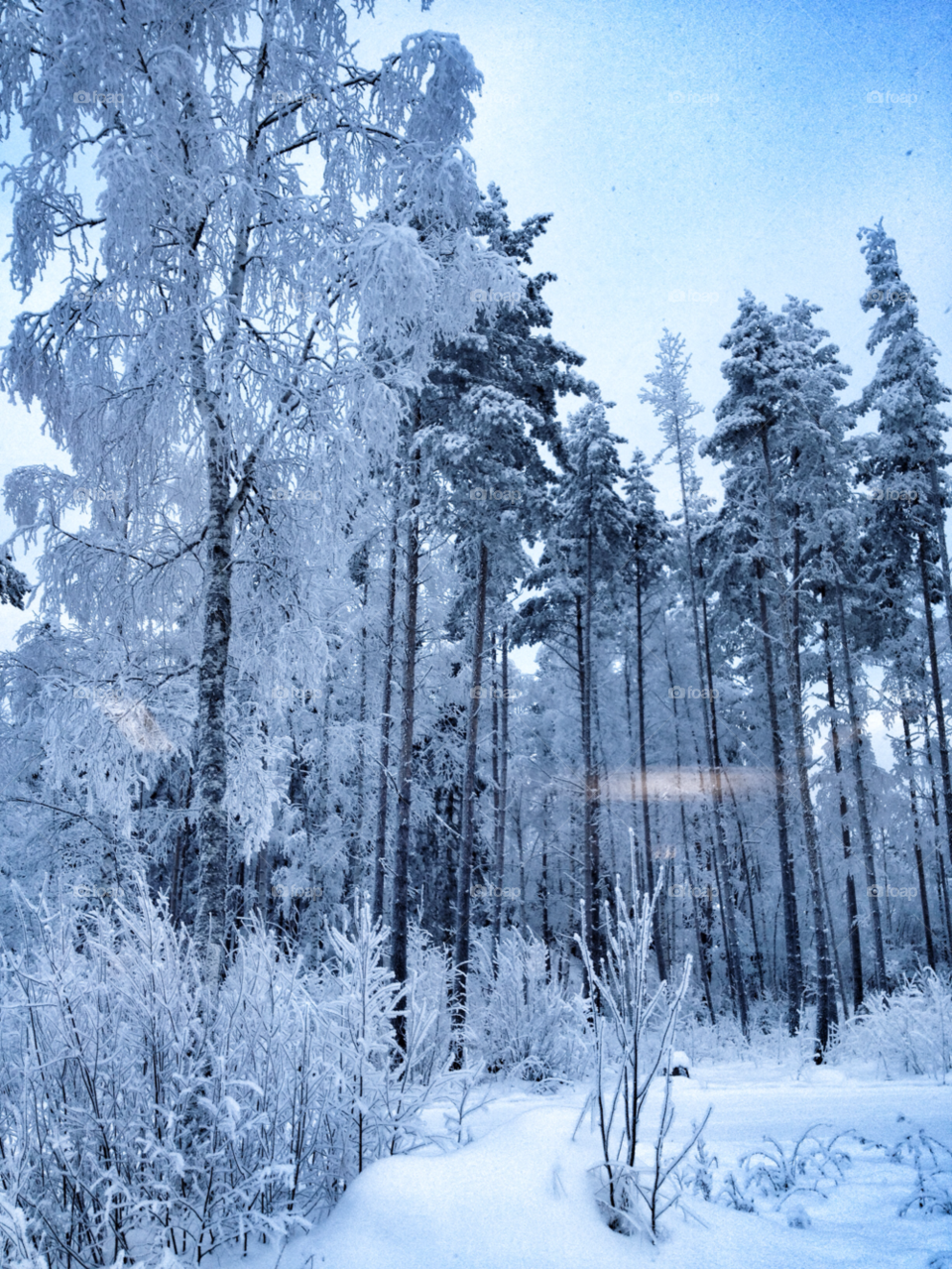 snow winter sweden trees by JonasPhoto