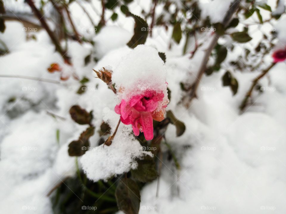 A snow-covered rose bush in the garden.