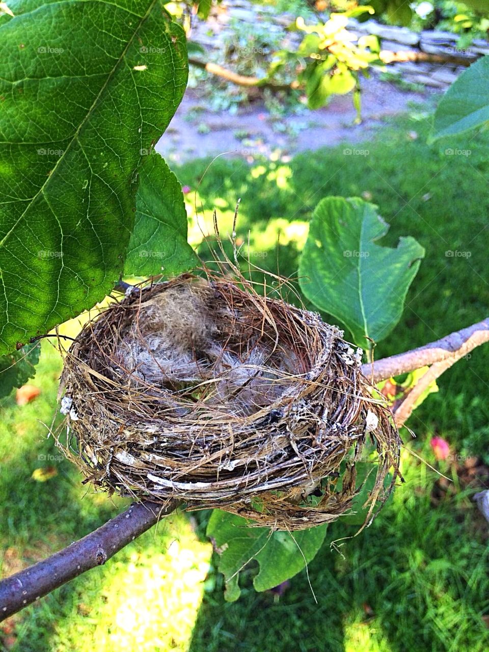 Bird nest
