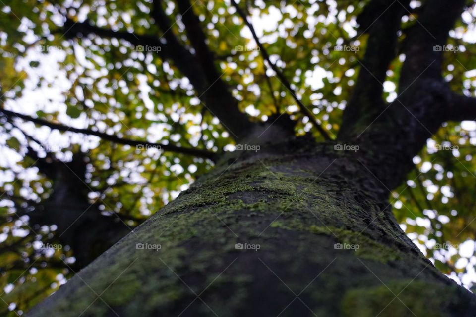 Nature#tree#leaves#vertical#bark