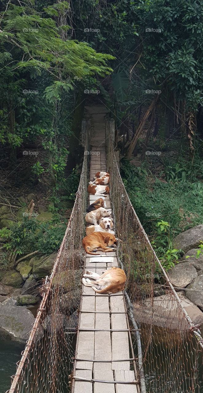 Dogs on the bridge path