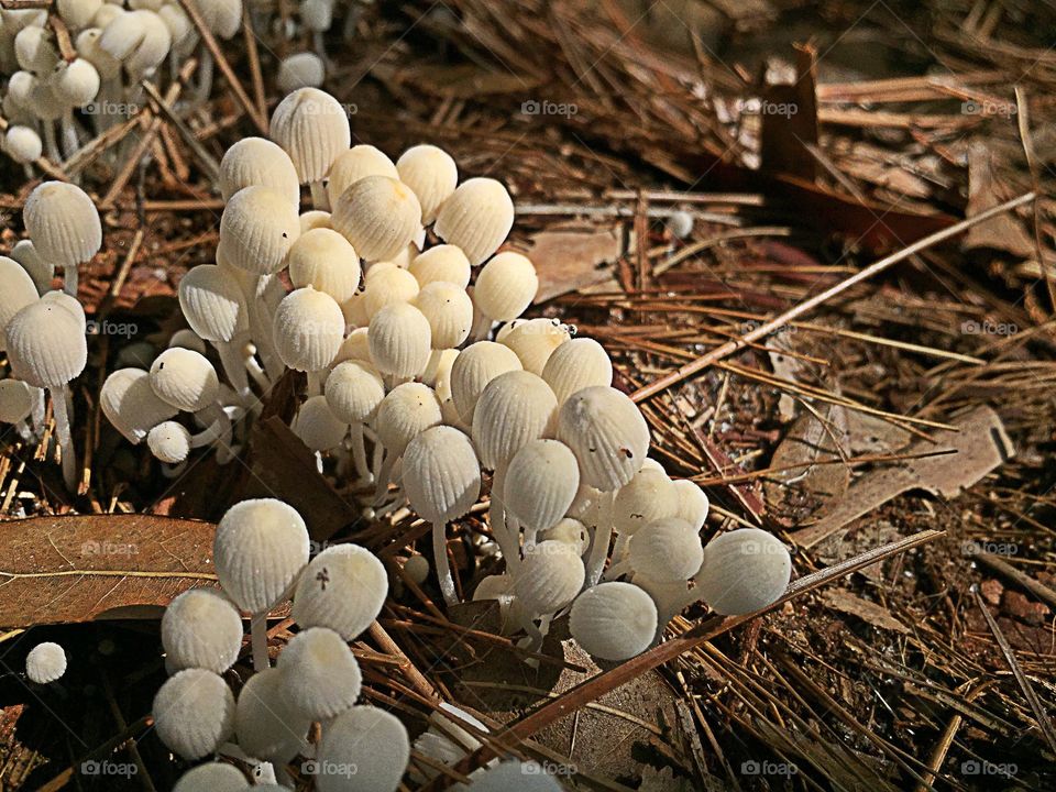 Mushroom forest 