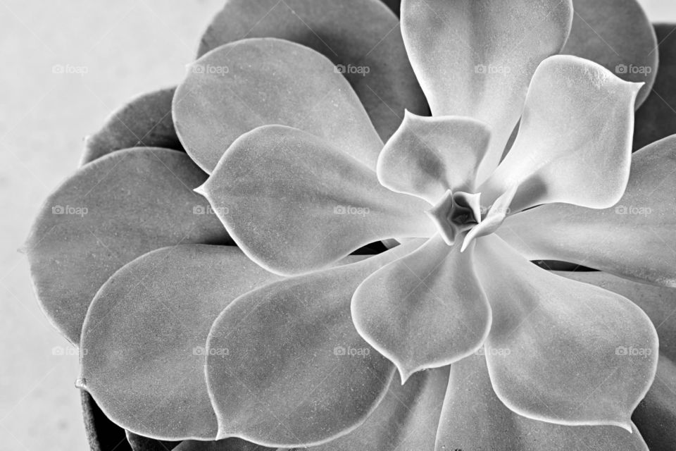 Beautiful desert rose succulent.