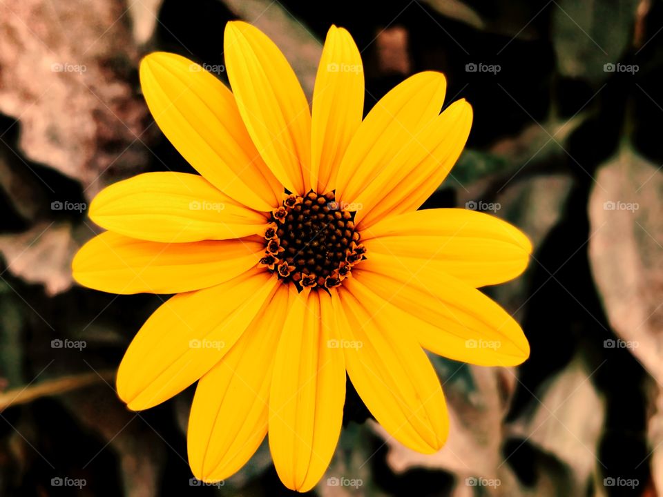 Nice Flower Closeup