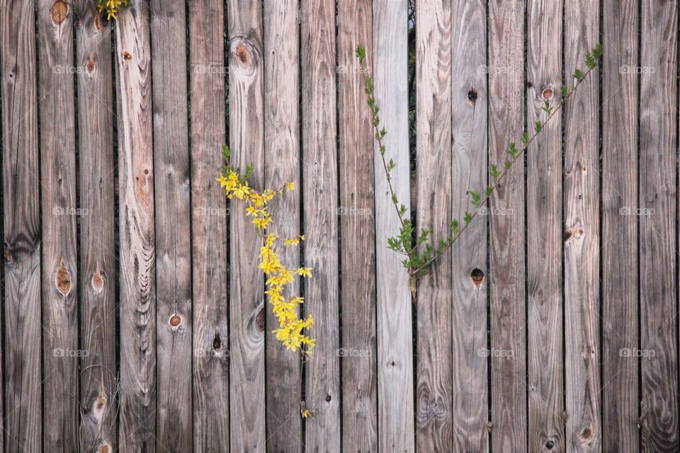 flowers in a wooden fence yellow