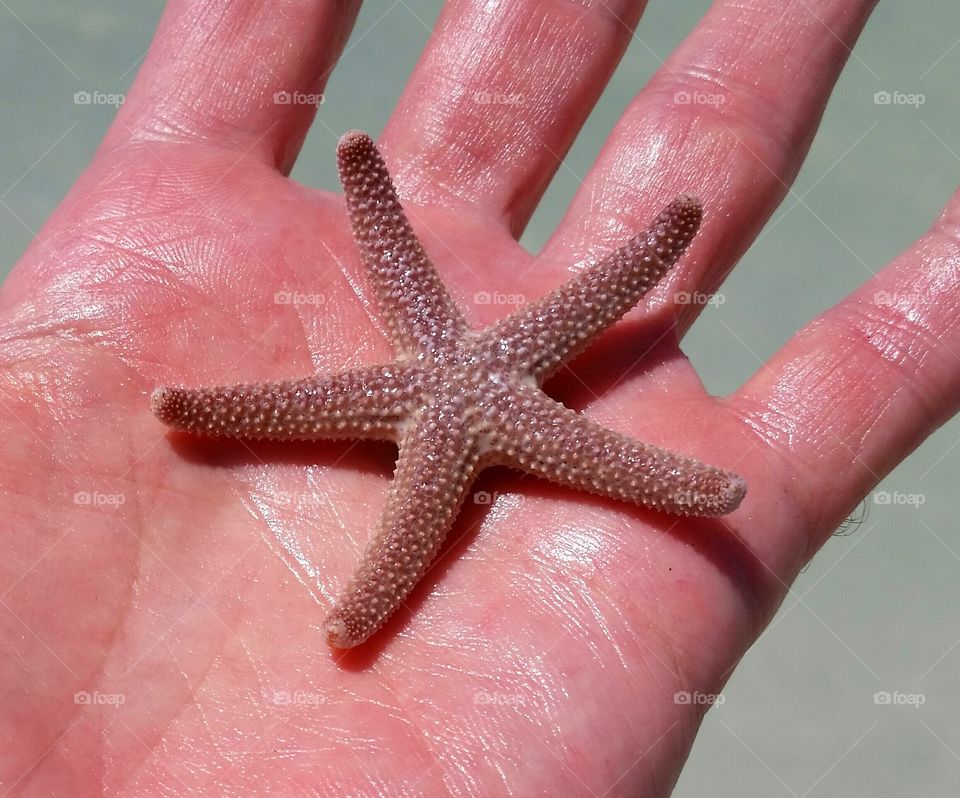 When You Wish Upon a Starfish
