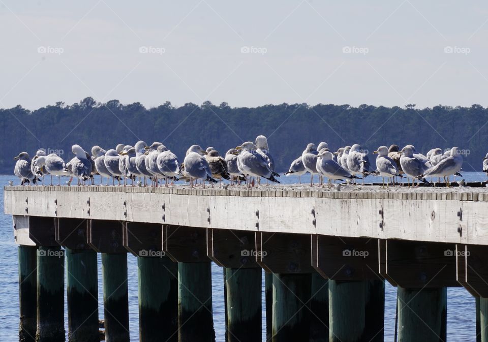 Flock of seagulls on pier