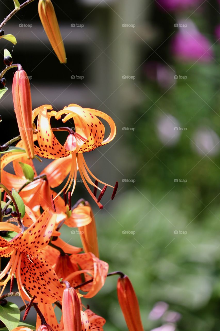 Tiger lilies orange flower closeup background or desktop image 