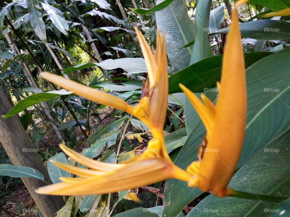 bird of paradise