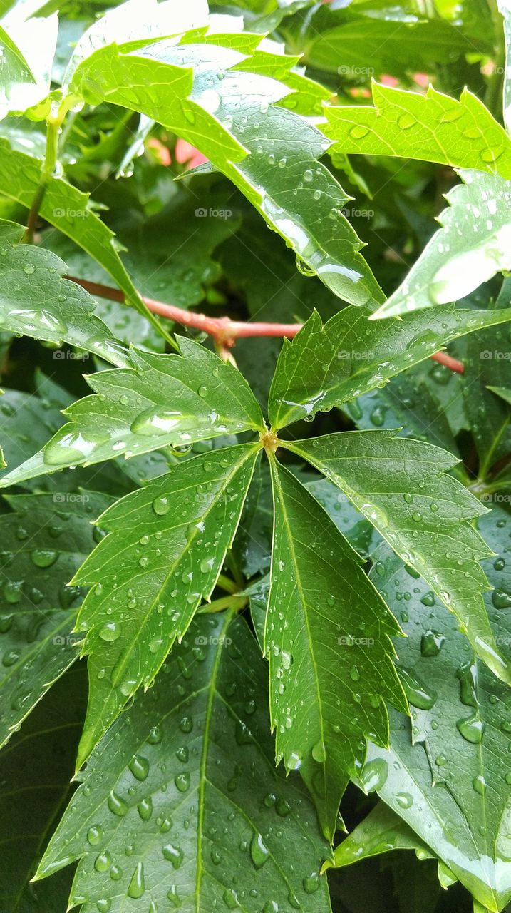 Rain drops on leaves