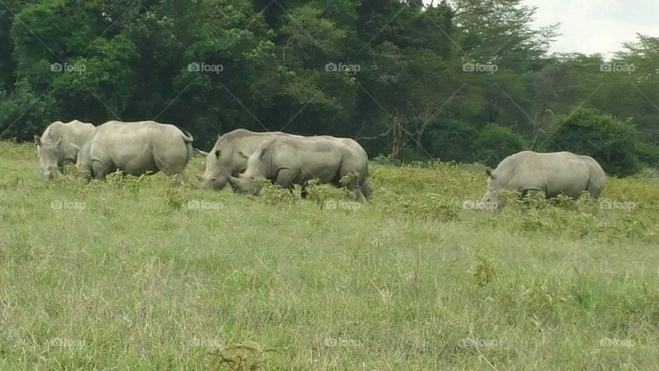 White Rhinos Endangered Big 5 Horns
