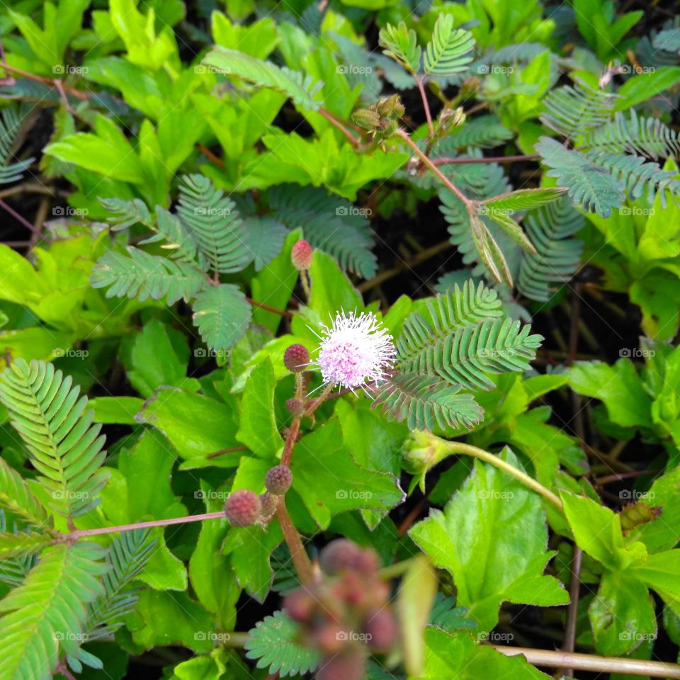 Purple flower on the park