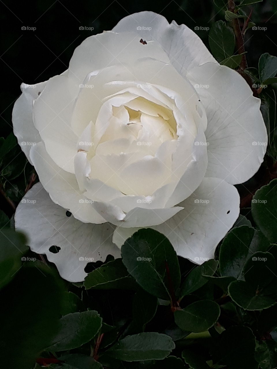 White Rose Flower