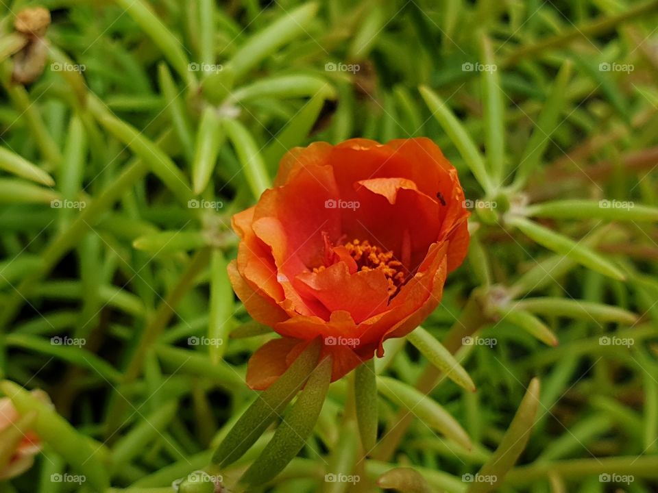 the Portulaca Grandiflora