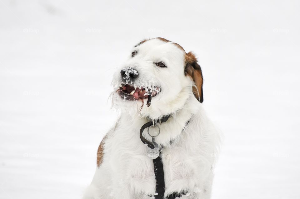 Cute happy terrier hound mixed breed dog playing in snow during snow storm and chewing on frozen stick