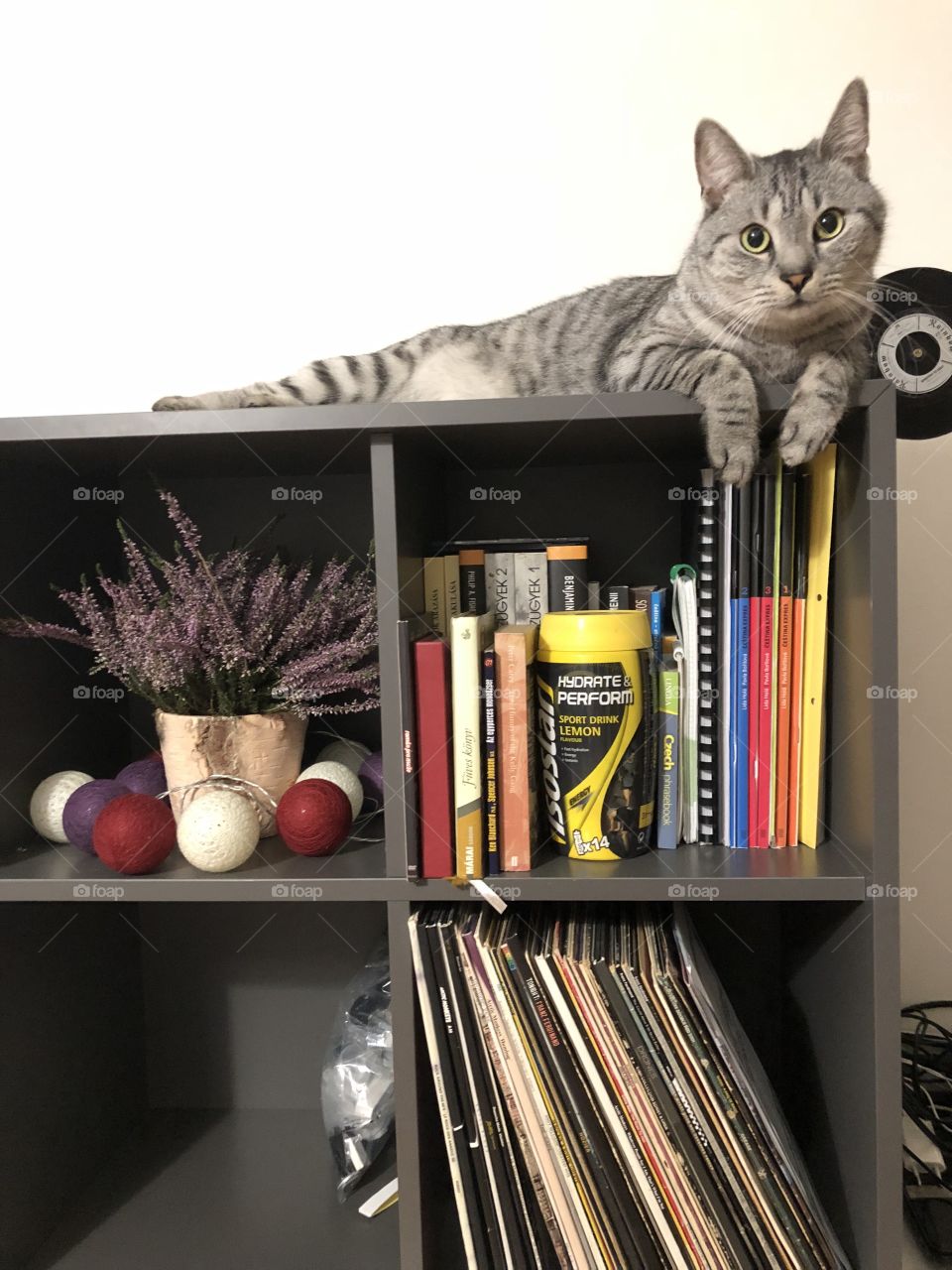 Cute cat hanging on the shelf 