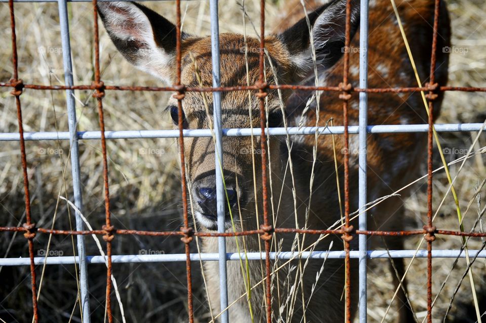 Deer in captivity.