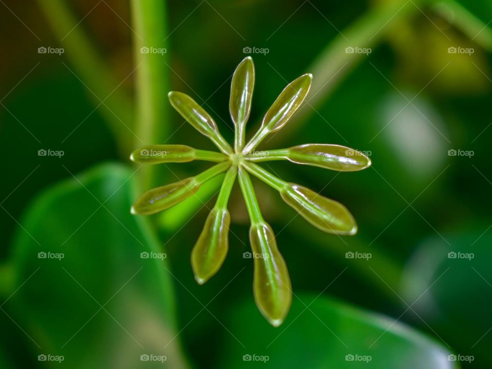 New Leaves