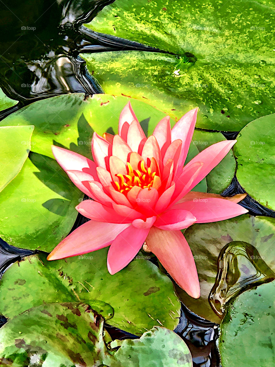 Beautiful flower in a pond 