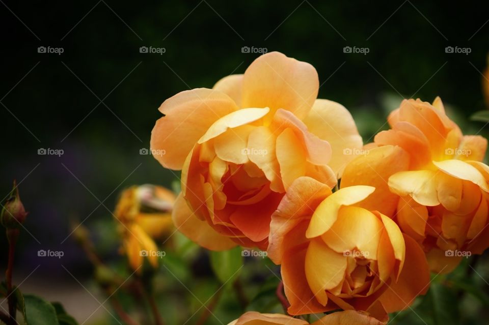 Bloom in sun   by BT