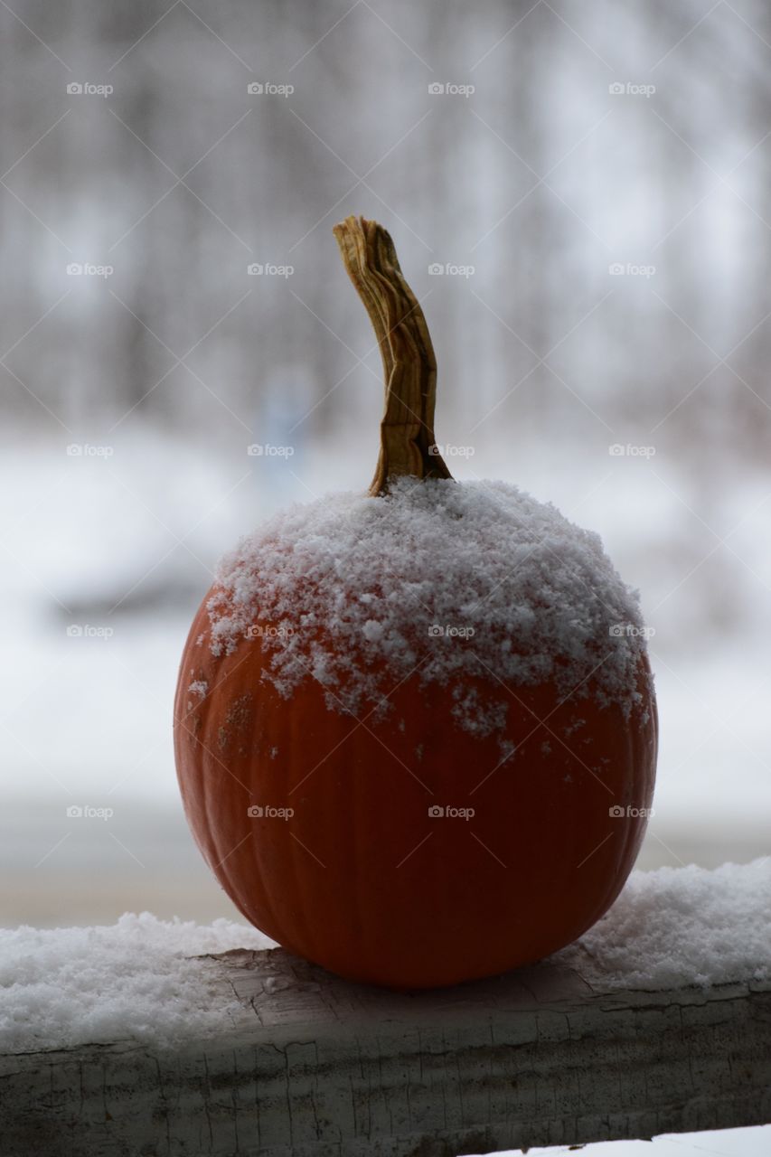 November snow on a Autumn pumpkin.