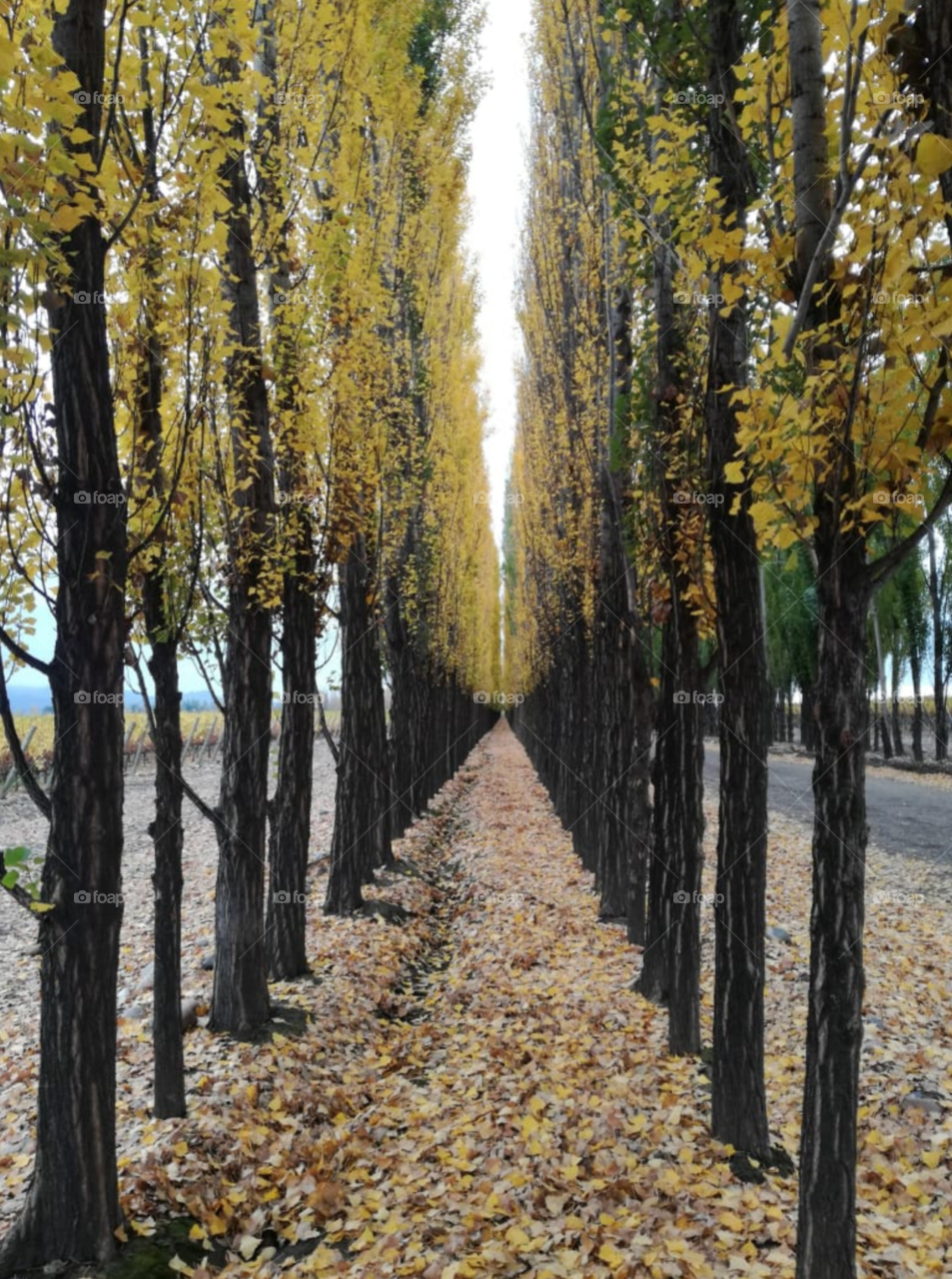 otoño presente