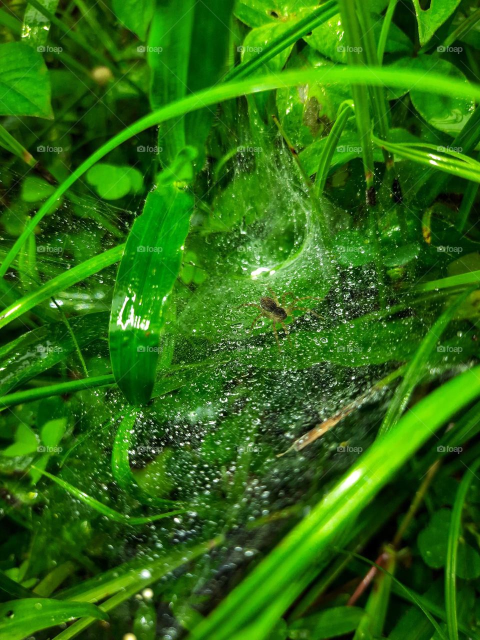 A photo of a spider on a spider web with the morning dew in sri lanka.