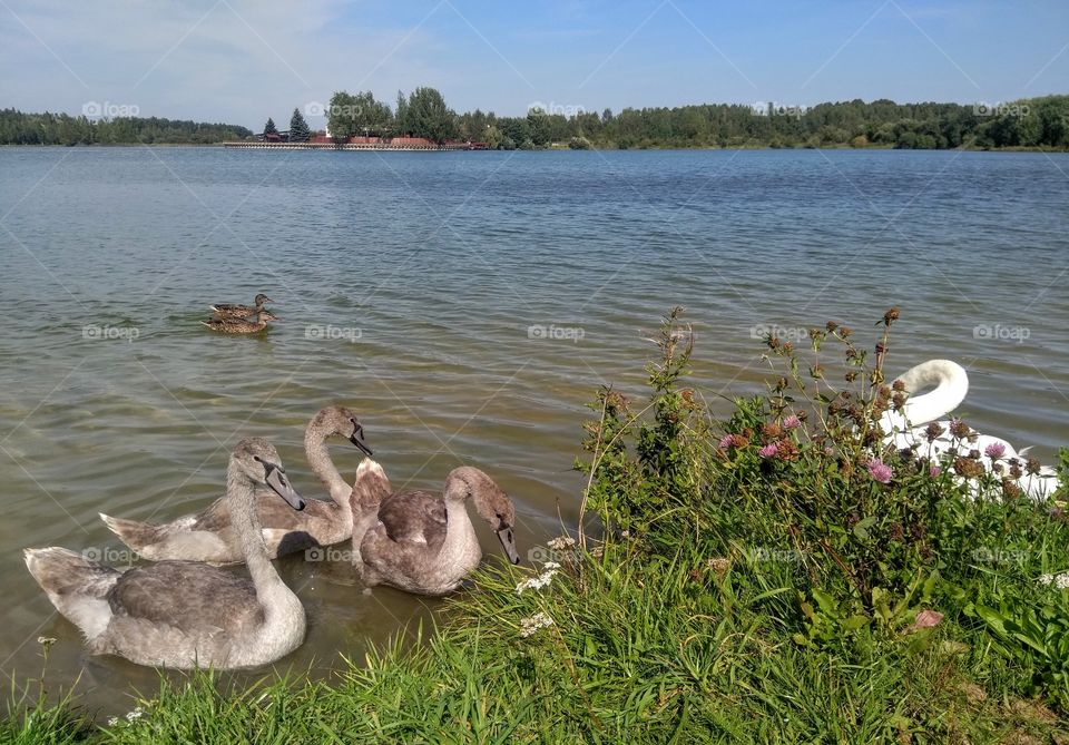 swans family on a lake summer landscape