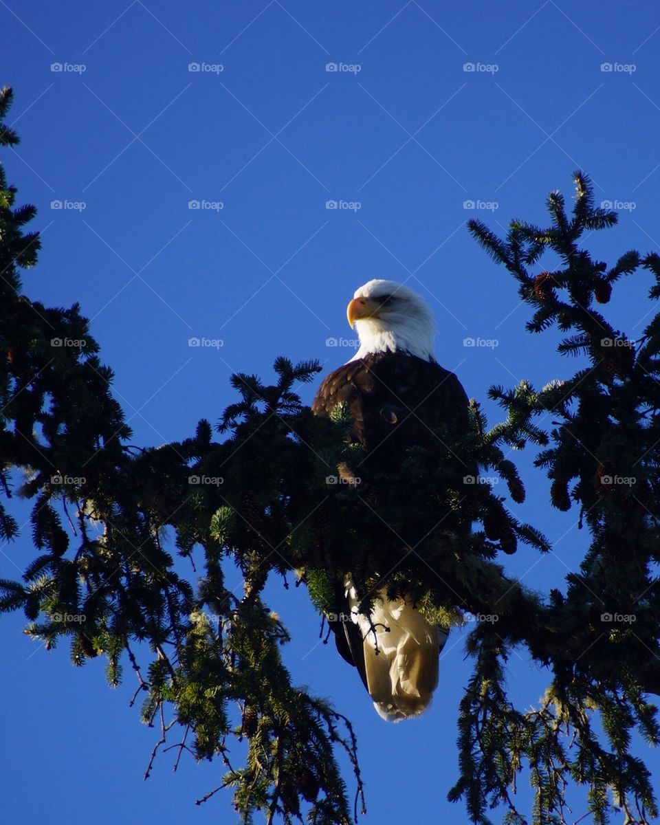 Low angle of a eagle perching on tree