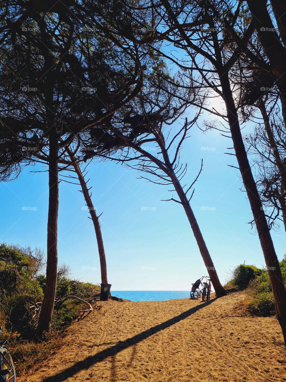 pine forest on the Tyrrhenian sea in Cecina, Tuscany (Italy)