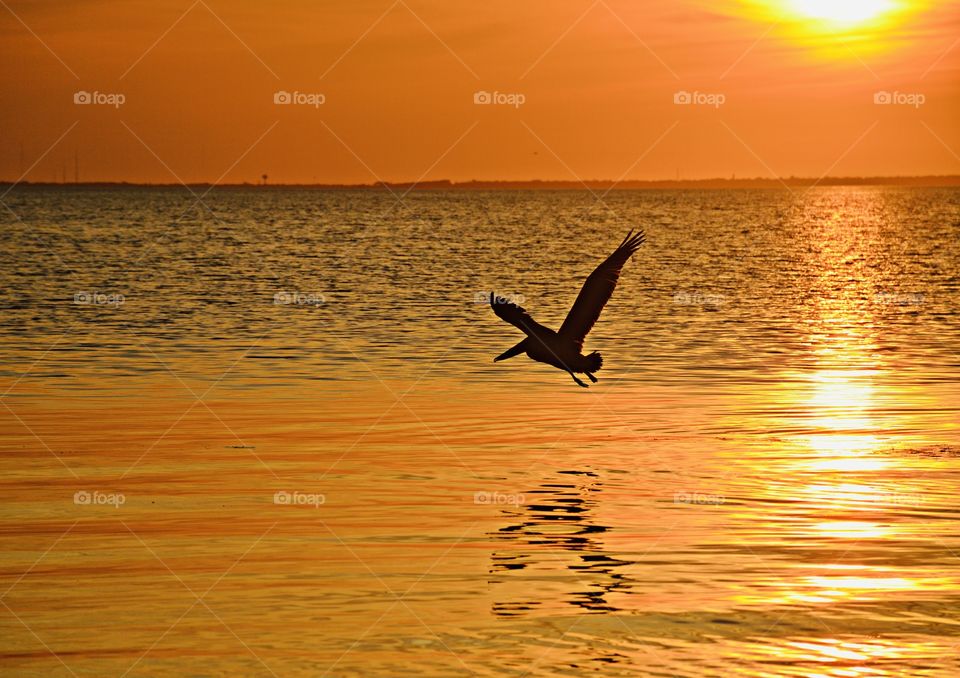 A brown pelican soars across the golden sunset, shimmering bay on the lookout for his next meal - Some of the best and most memorable moments in life are in motion.