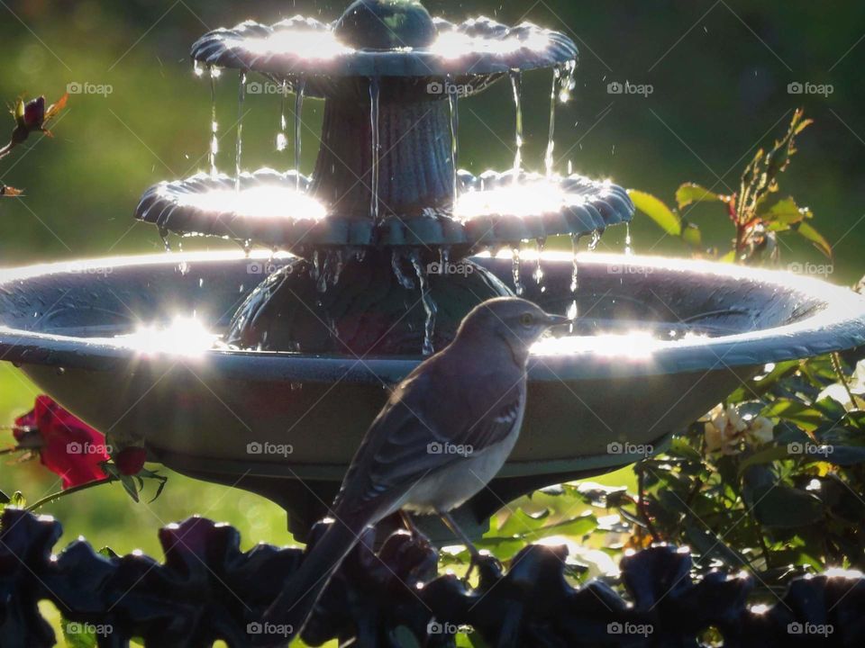 mockingbird splash
