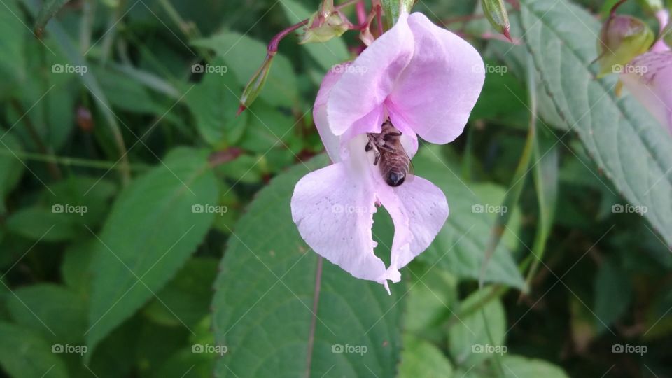 bee on a wild orchid