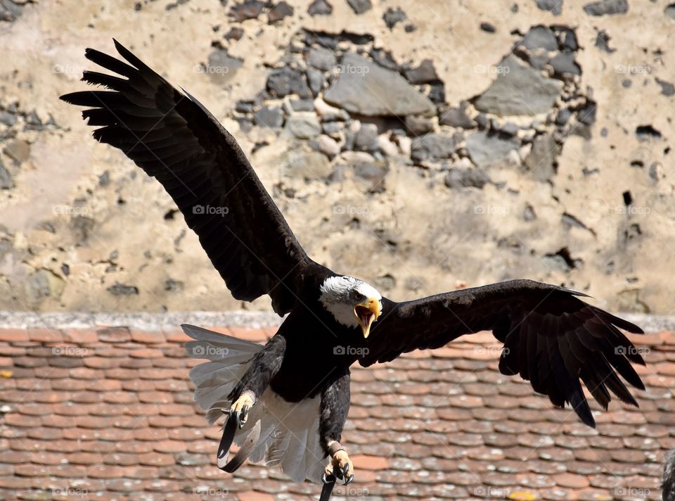 Bald Eagle Flying and preparing to land 