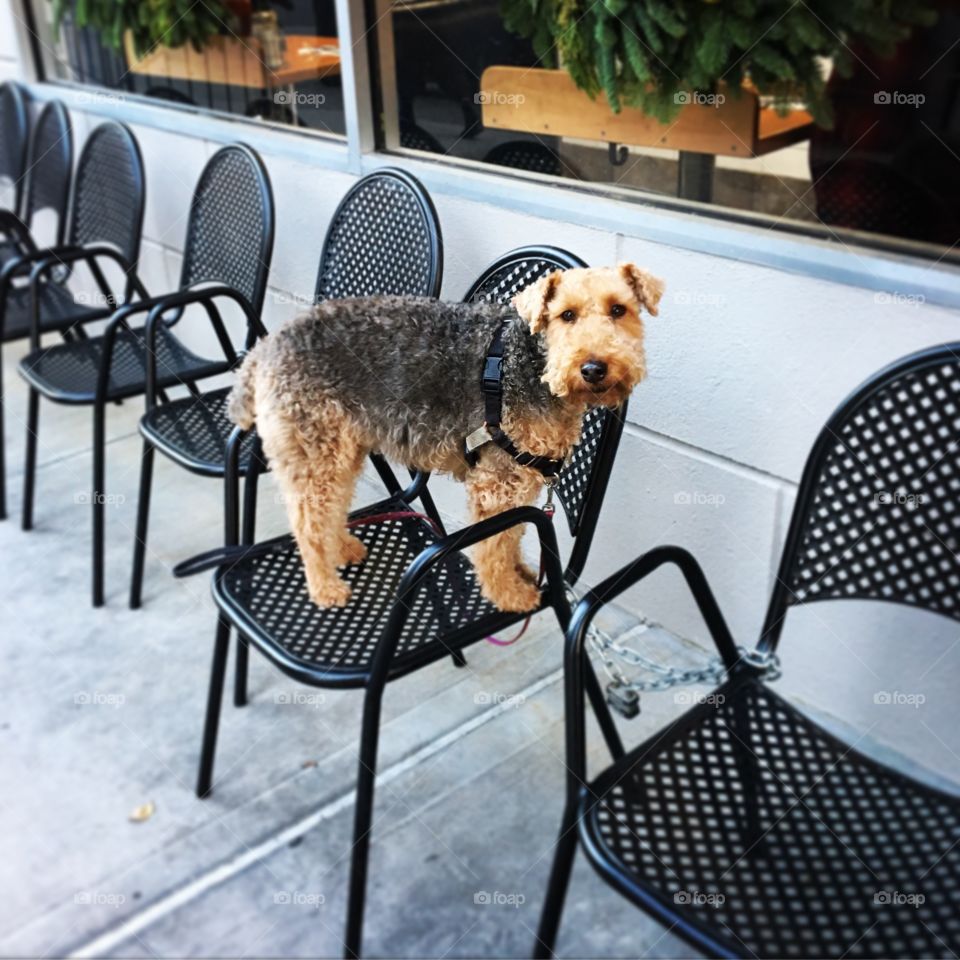 Neighborhood dog on a chair 