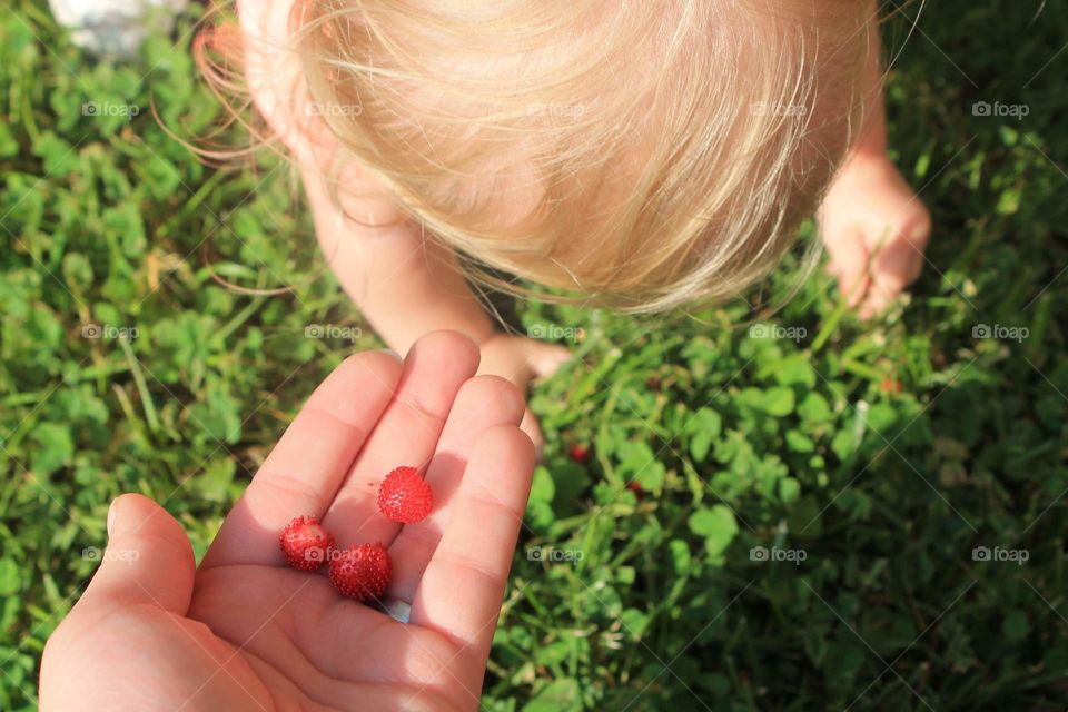 Wild berry picking.