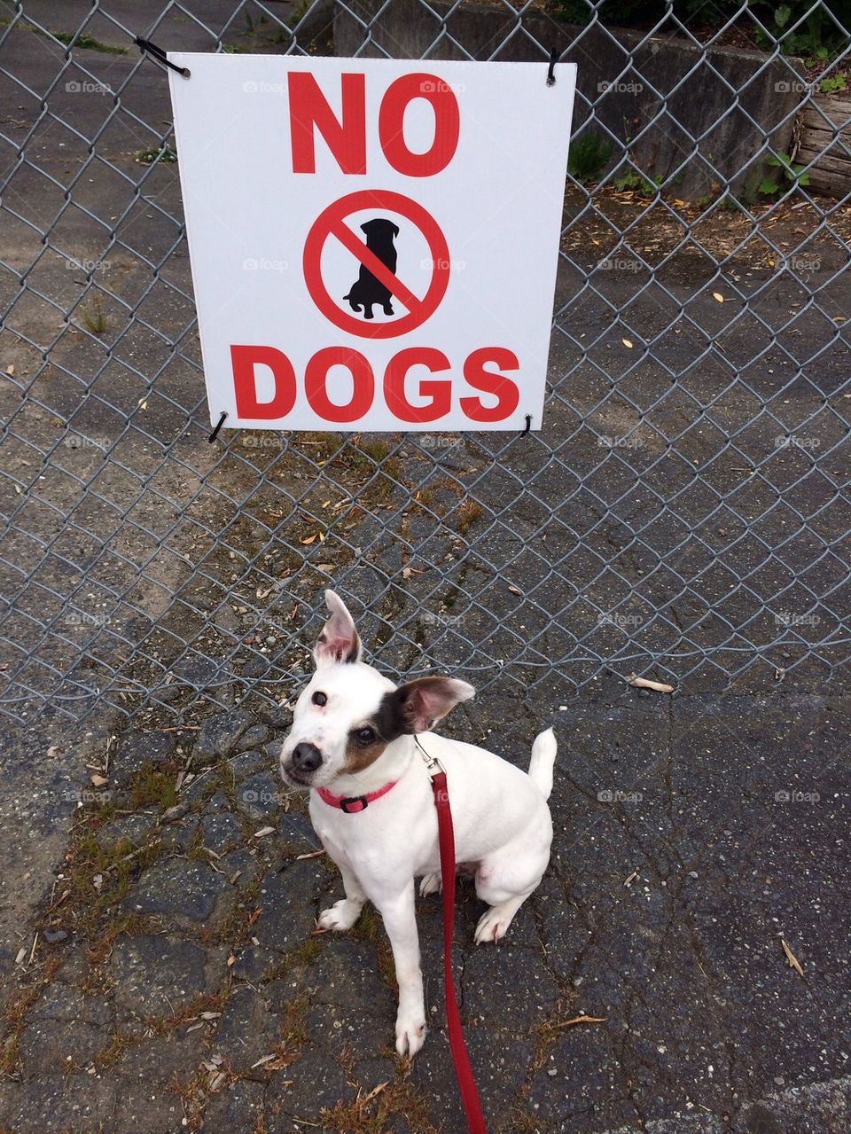No Dogs Rebel