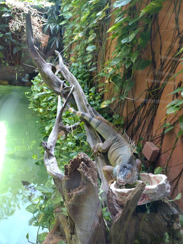 pet lizard