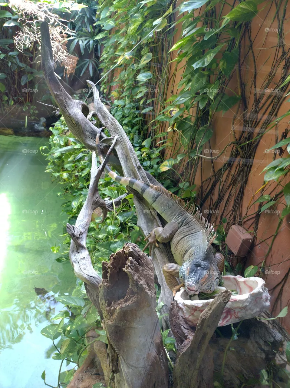 pet lizard