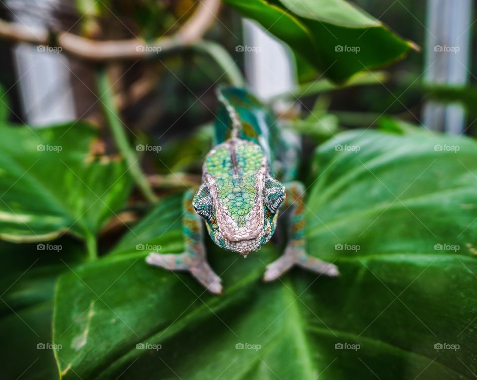 Kameleont. Chameleon 