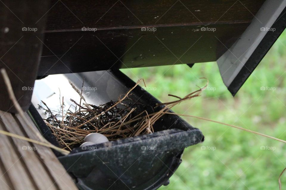Nest in the stress of the house