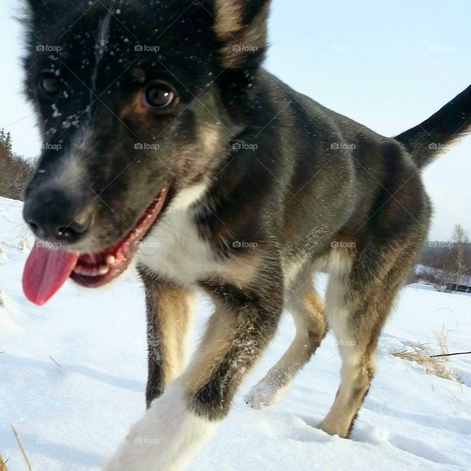 Happy dog, when the first snow has just fallen.