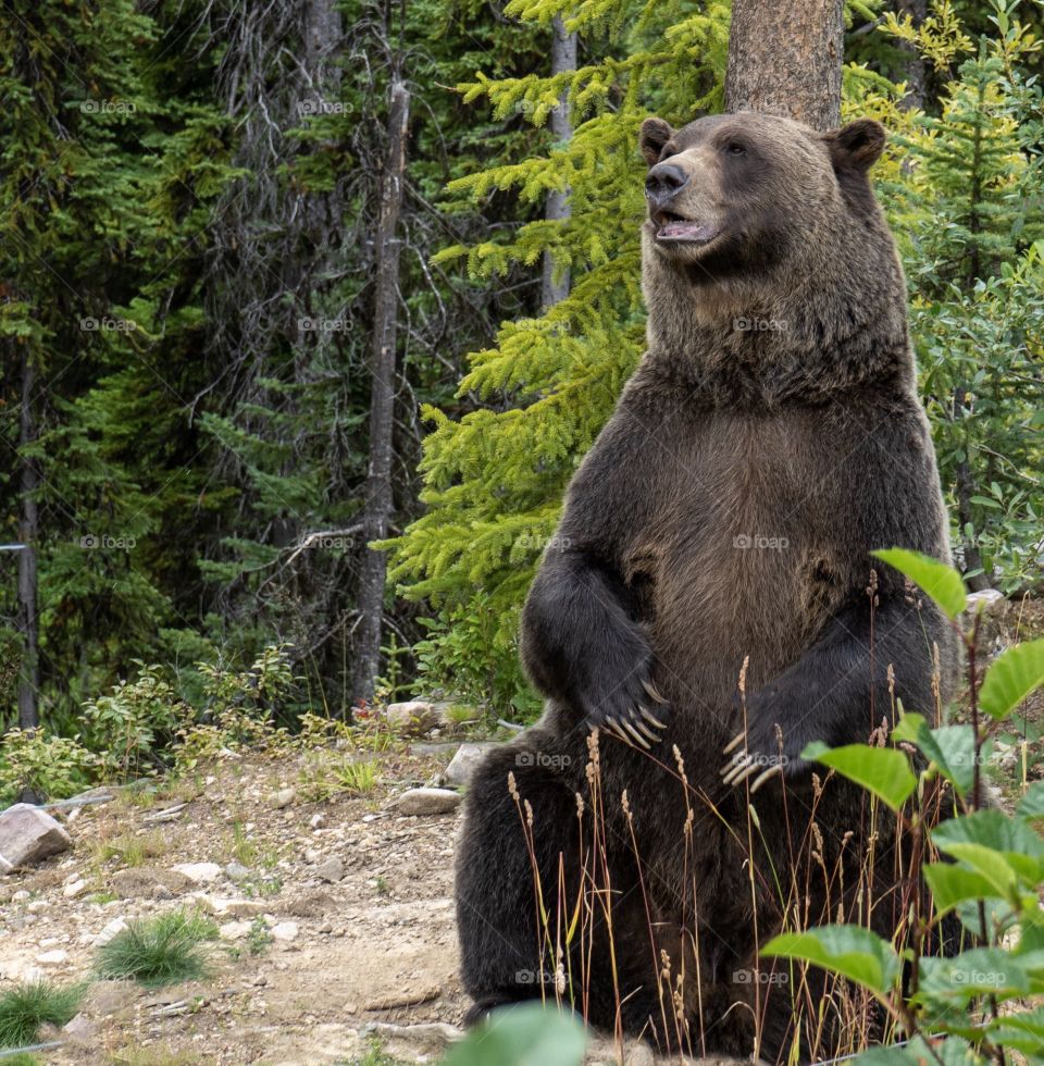 Grizzly bear scratches his back on a forest tree