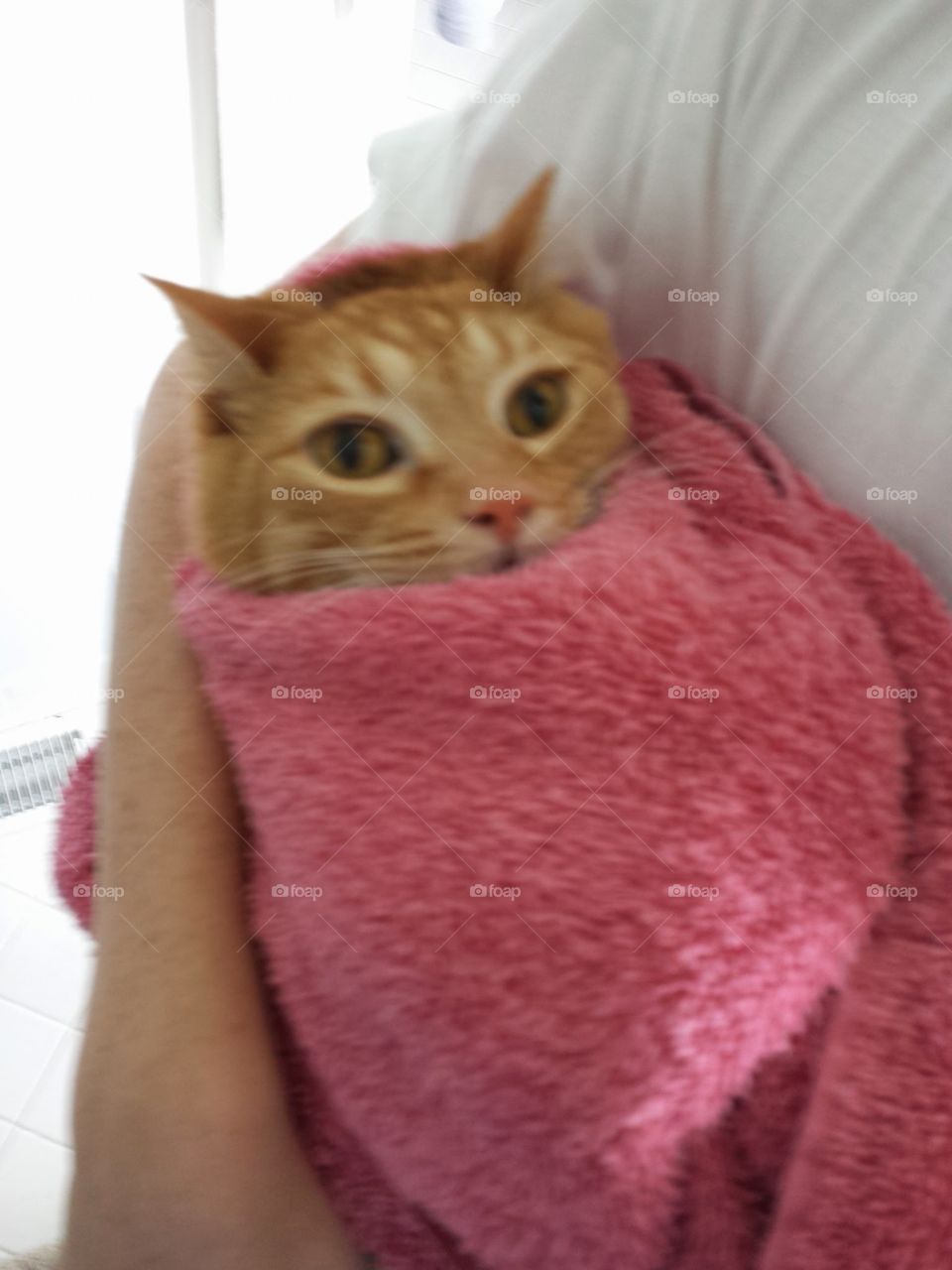 my cat loves baths